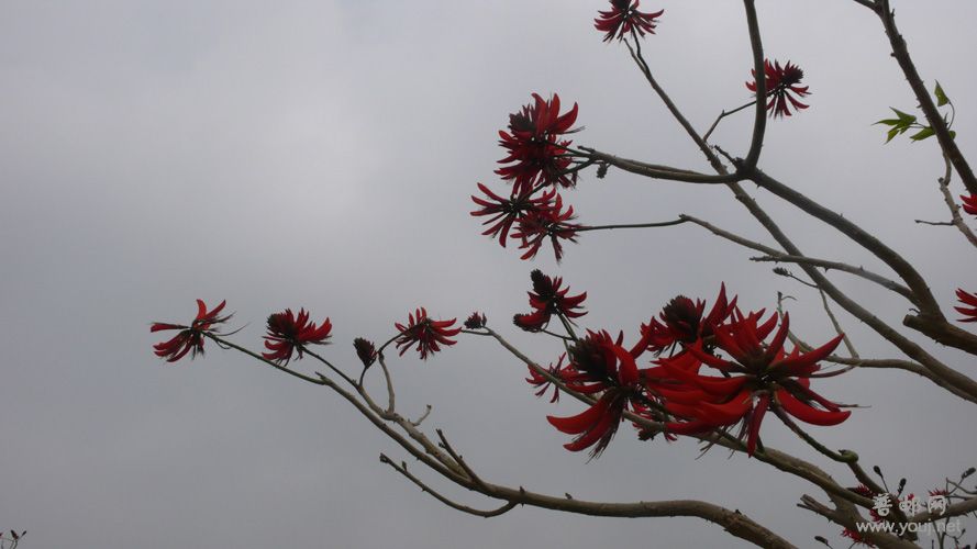 刺桐花(市花)