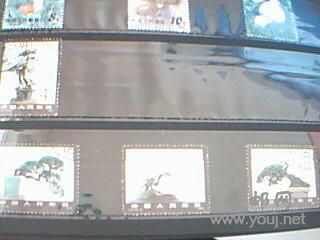 盆景全部是高值