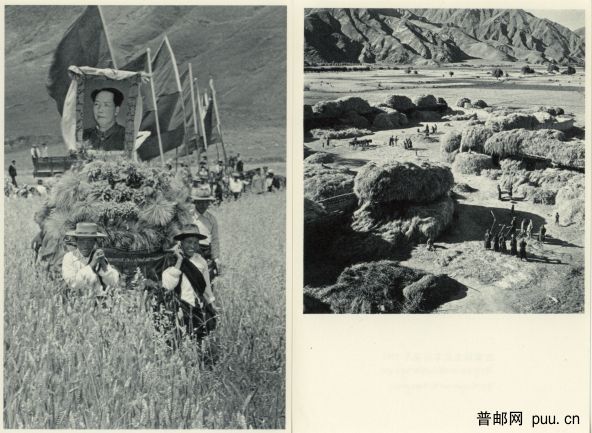 欢度收割前的传统节日--望果节