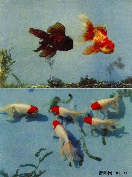 金鱼5.jpg
