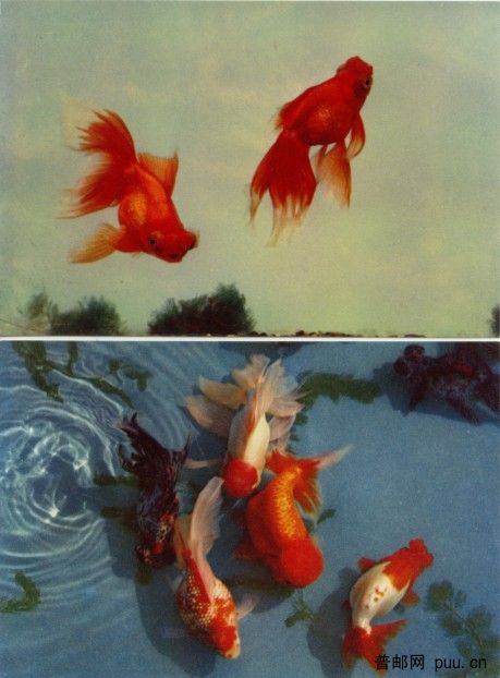金鱼4.jpg