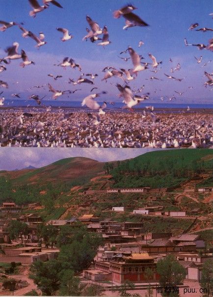 青海鸟岛、塔尔寺