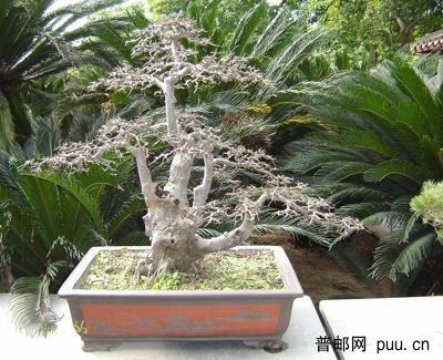 盆景-奇树.JPG