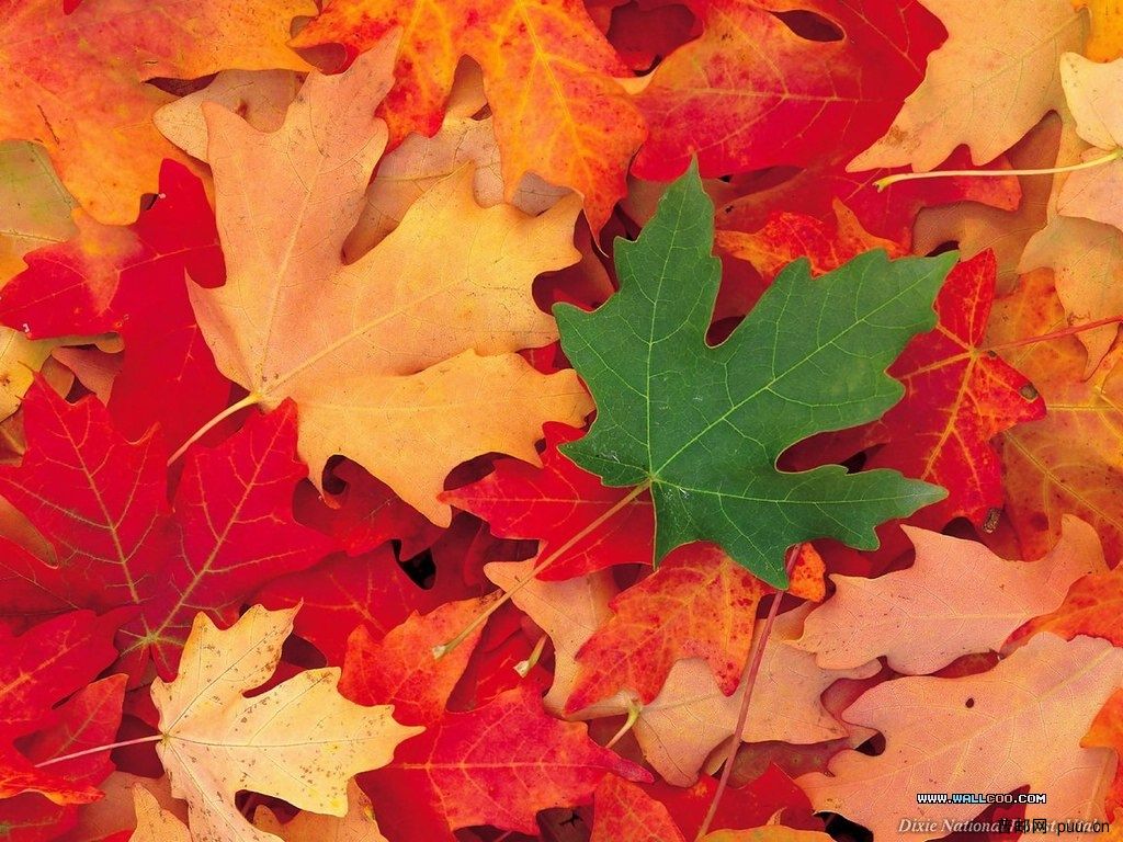 1Fall_Colors_32.jpg