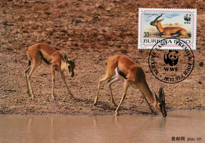 布基纳法索赤额瞪羚3.jpg