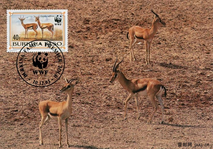 布基纳法索赤额瞪羚4.jpg