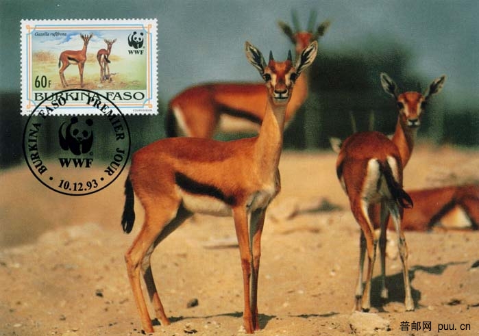 布基纳法索赤额瞪羚1.jpg
