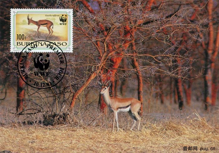 布基纳法索赤额瞪羚2.jpg