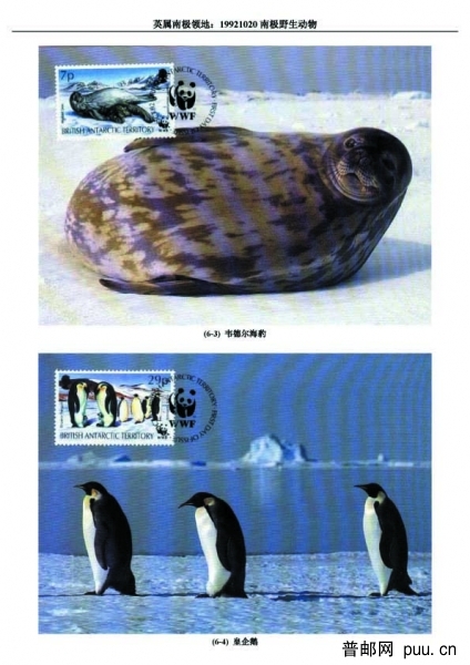 19921020南极野生动物2 拷贝.jpg