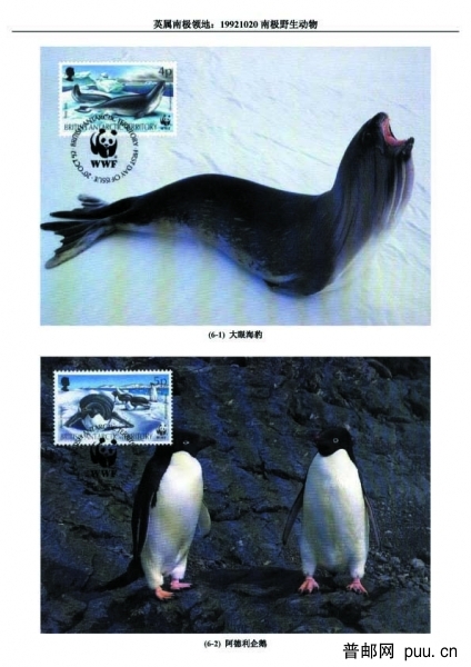 19921020南极野生动物1 拷贝.jpg