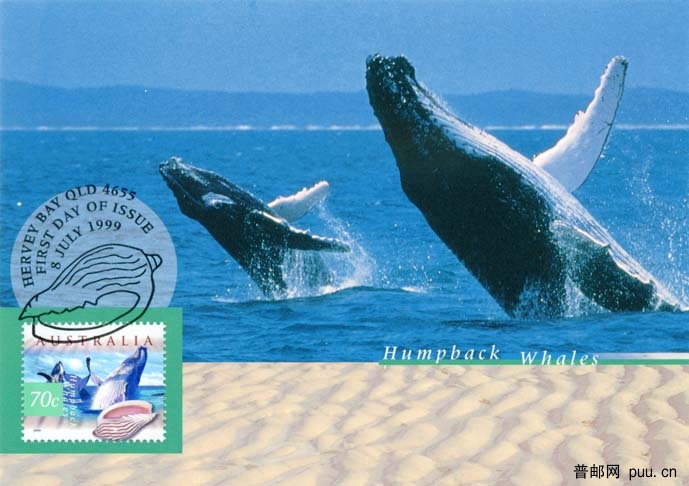 澳大利亚鲸2.jpg