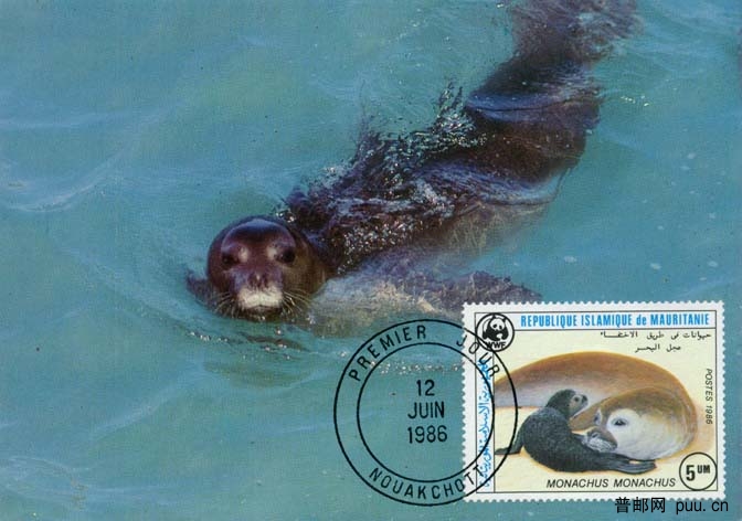 毛里塔尼亚地中海僧海豹1.jpg