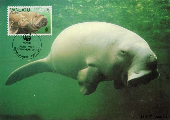 瓦努阿图儒艮(美人鱼)1.jpg