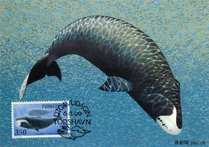 法罗群岛黑露脊鲸.jpg