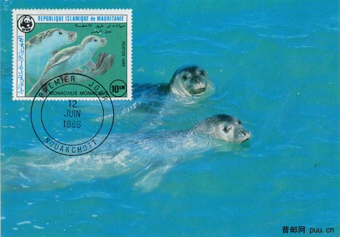 毛里塔尼亚地中海僧海豹2.jpg