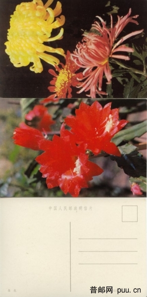 花卉1.jpg